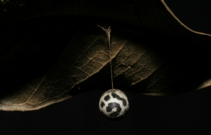 Figura 11. Capullo de <i>Charops</i> GauldF1 famila (Ichneumonidae), parásito en <i>Nystalea inchoans</i> Voucher 06-SRNP-6583-DHJ424663.