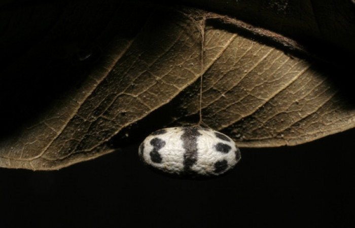 Figura 12. Pupario de <i>Charops</i> GauldF1 famila (Ichneumonidae), parásito en <i>Nystalea inchoans</i> Voucher, 06-SRNP-6583-DHJ424664.