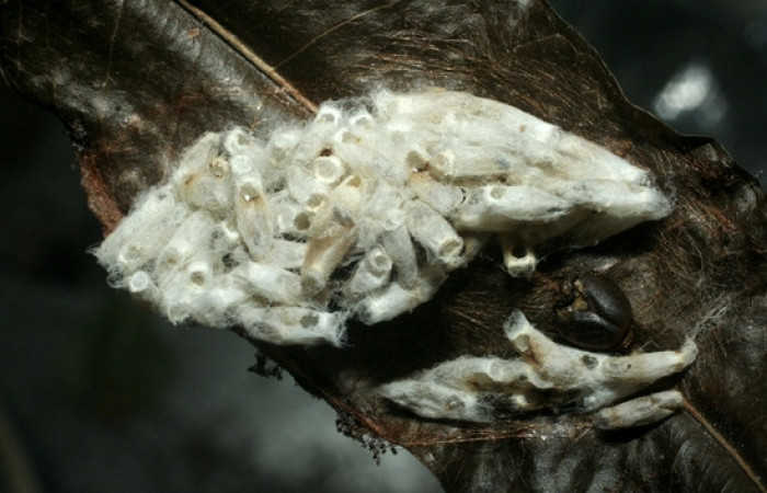 Figura 13. Capullos eclosionados de <i>Hypomicrogaster</i> OVRGDHJ03 de la familia (Braconidae), parásitos en <i>Nystalea inchoans</i> familia (Notodontidae). Voucher 07-SRNP-1566-DHJ452641.