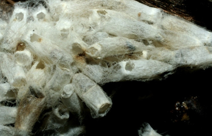 Figura 14. Capullos eclosionados de <i>Hypomicrogaster</i> OVRGDHJ03 de la familia (Braconidae), parásitos en <i>Nystalea inchoans</i> familia (Notodontidae). Voucher 07-SRNP-1566-DHJ452643.