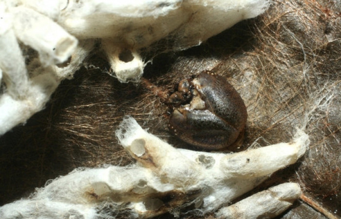 Figura 15. Capullos eclosionados de <i>Hypomicrogaster</i> OVRGDHJ03, de la familia (Braconidae), parásitos en <i>Nystalea inchoans</i> familia (Notodontidae). Voucher 07-SRNP-1566-DHJ452645.