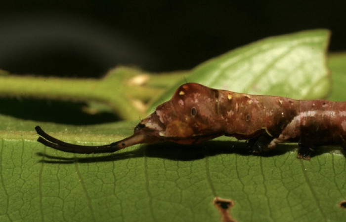Figura 6. <i>Nystalea inchoans</i> familia (Notodontidae): En posición lateral mostrando parte trasera, PU estadio. Voucher 07-SRNP-32284-DHJ421367.