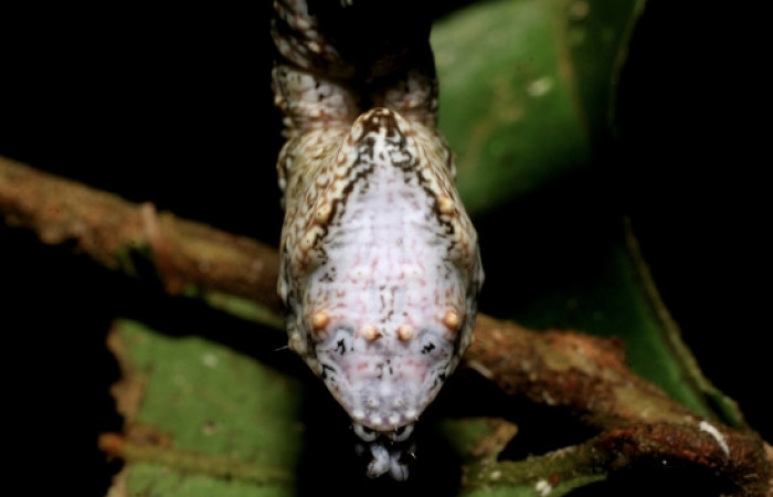 Figura 7.<i>Nystalea inchoans</i> familia (Notodontidae): En posición trasera. Voucher 08- SRNP-30291-DHJ435814.