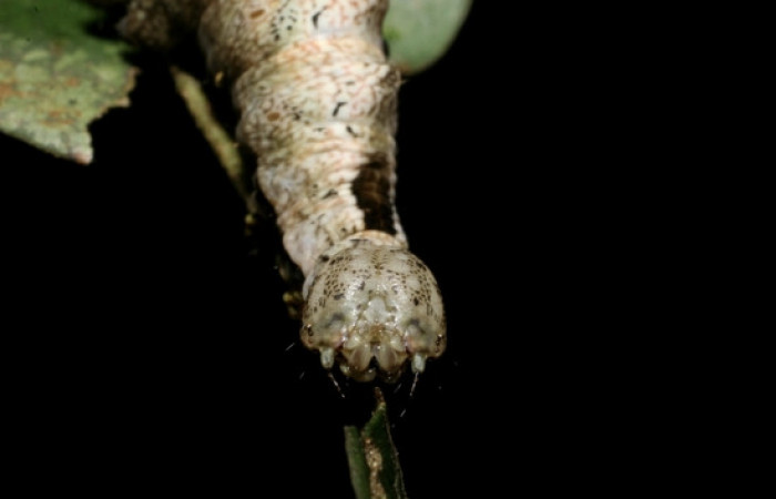 Figura 8. <i>Nystalea inchoans</i> familia (Notodontidae): En posición de cabeza. Voucher 08- SRNP-30291-DHJ435815.