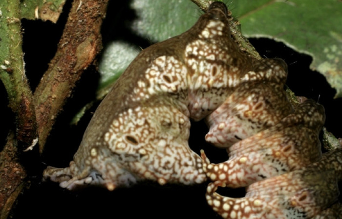 Figura 9. <i>Nystalea inchoans</i> familia (Notodontidae): En posición lateral, Voucher 08- SRNP-30291-DHJ435816.