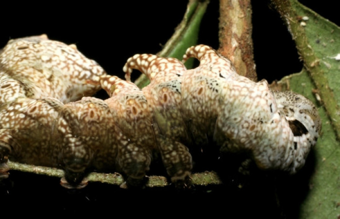 Figura 10. <i>Nystalea inchoans</i> familia (Notodontidae): En posición lateral. Voucher 08- SRNP-30291-DHJ435817